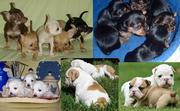  British Bulldogs,  Yorkies,  Maltese,  Chihuahua For Sale