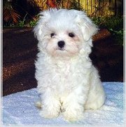 adorable maltase puppies for adoption