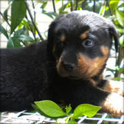 Cute rottweiler puppies for loving homes