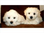  Registered white Bichon Frise Puppies  Available.