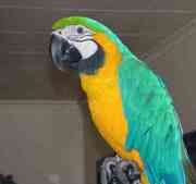 Blue  and Gold macaws 