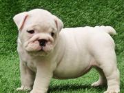 TWO MALE AND FEMALE ENGLISH BULLDOG PUPPIES  FOR REHOMING