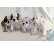 Almost free Lovely AKC English bulldog puppies available for Adoption