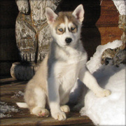 cute and lovely Siberian Huskey puppy for sale.