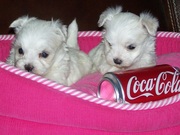 male and female maltese puppies available .