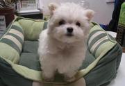 Cute and Adorable Maltese Puppies Looking For The Best For Ever Home