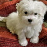male maltese puppy for sale