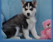 just for you!! Siberian husky puppies for sale