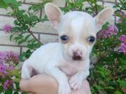 intelligent,  pleasant,  chihuahua puppies for sale