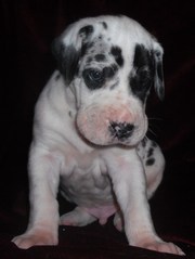 Great Dane Puppies from Germany Breeder