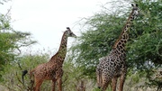 Tsavo Safaris, Air Safaris, Masai Mara Safaris, Mombasa Safaris.