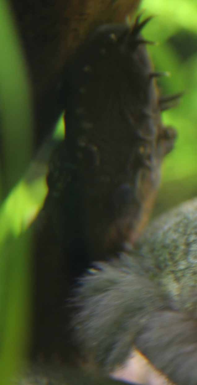 Bristlenose catfish for sale Sydney Fish for sale, Sydney 518130