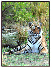 India Wildlife Tours- Flora and fauna