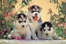 a cute and adorable siberian husky to give a caring and loving family