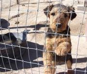 Airedale Terrier Puppies For Sale 