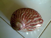 Art handycrafts of Indah creation(Bali)Sea shell motif  box acc 2