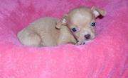   Awesome and Caring Chihuahua Puppies Lovely  For A New Home