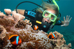 Great Barrier Reef Day Tours and Trips    