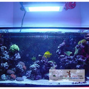 Marine LED Lights 300W with 2W Chips For Fish And Corals Lighting