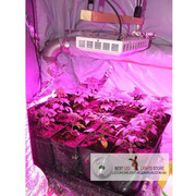 200W LED Grow Light Apply To Hydroponics Systems