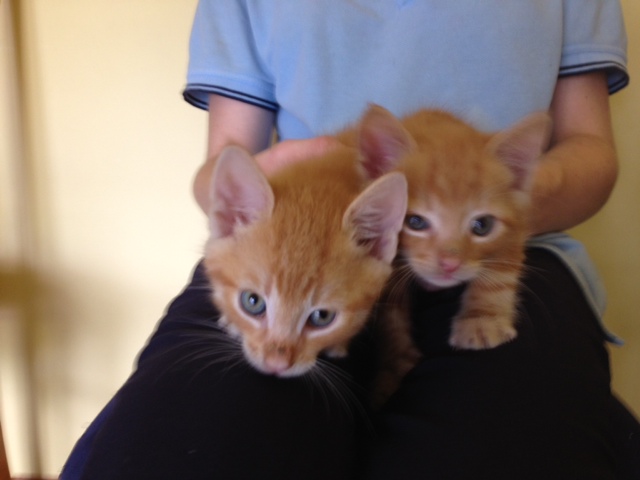 Kittens for adobtion! Price incluedes desex, microchip and 3