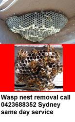 bee wasp removal sydney call 0423688352