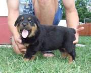 Love Rottweiler Puppies For Sale