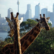 Wildlife Sydney Zoo