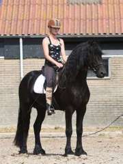 Frisian horses 