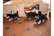 Siberian Huskies Puppies Available 