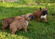 Fawn French Bulldog Puppies