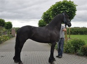Well trianed Friesan Horse for adoption