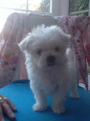 well potty trained make and female Maltese Puppies
