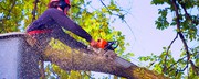 Best Tree Removal In Sydney & Melbourne