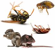Best Pest Control Sydney Cockroaches