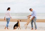 Hire Us for Dog Training in Sydney | Cause For Paws