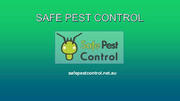 Pest Control Sydney - Safe Pest Control