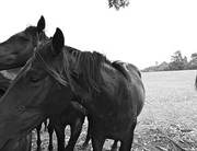 Photographs of 11 Australian Thoroughbreds Racehorses NSW