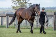 USTINOV x FINNEGAN BEGINEGAN - Buy a Share in a Racehorse Melbourne