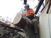 Find Affordable Tree Lopping Services Sydney