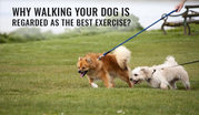 Why Walking Your Dog Is Regarded As The Best Exercise?