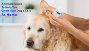 A Simple Guide To Help You Clean Your Dog’s Ears At Home