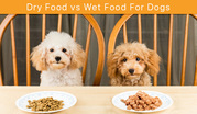 Dry Food vs Wet Food For Dogs