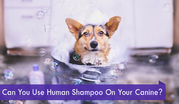 Can You Use Human Shampoo On Your Canine