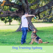 Dog Training Sydney