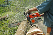 Professional tree removal arborist in Chatswood