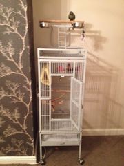GREEN CHEEK CONURES WITH CAGE FOR SALE