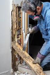 Choose the Best Pest Control Company for Termite Inspection Forster