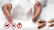 Experience the most advanced Termite inspection Sydney