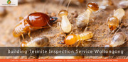 Building Termite Inspection Service Wollongong
